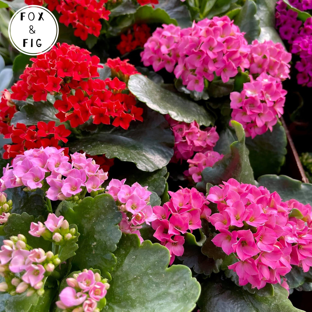 succulent size Succulents ~ Various Varieties & Sizes in Plastic Grow Pots – Fox & Fig