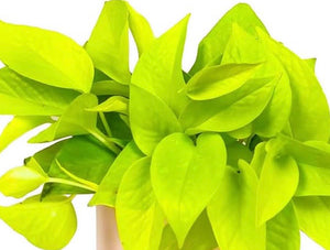 are pothos succulents Succulents ~ Various Varieties & Sizes in Plastic Grow Pots – Fox & Fig