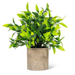 Wide Green Leaf Plant in Pot
