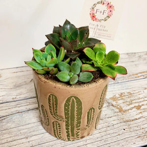 live succulents in pots Arrangements ~ Live Succulents – Fox & Fig