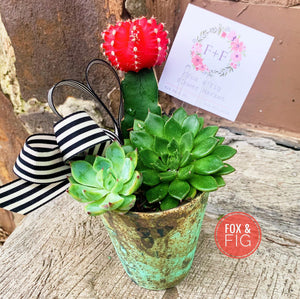 succulent arrangements live Arrangements ~ Live Succulents – Fox & Fig