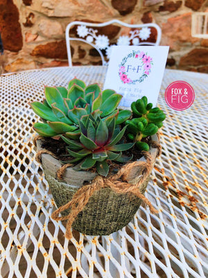 live succulent arrangement Arrangements ~ Live Succulents – Fox & Fig