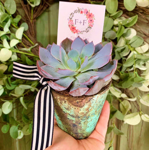 live succulents arrangements Arrangements ~ Live Succulents – Fox & Fig