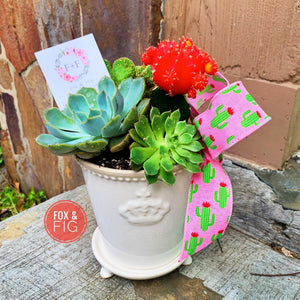 mini live succulents Arrangements ~ Live Succulents – Fox & Fig