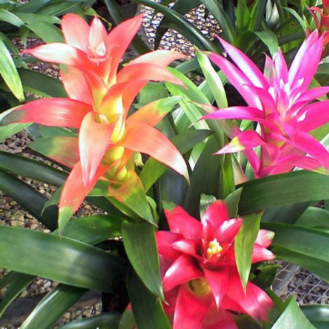 Bromeliad ~ Various Sizes