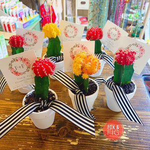 live succulents in pots Arrangements ~ Live Succulents – Fox & Fig