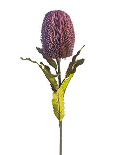 Plum Banksia Stem