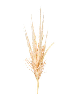 Pampas Grass ~ Beige