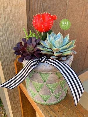 ribbon succulent plant Arrangements ~ Live Succulents – Fox & Fig
