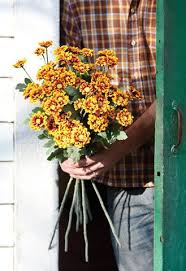 Chrysanthemum Stem