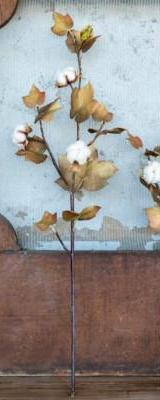 Tall Harvest Cotton Stem