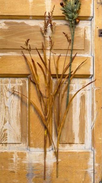 Pasture Grass Stems