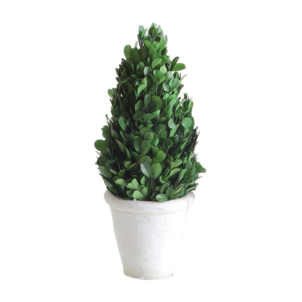 Boxwood Cone Topiary in White Clay Pot