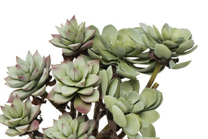 Faux Succulent Branch ~ 2 Styles