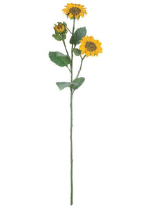 Sunflower Stem