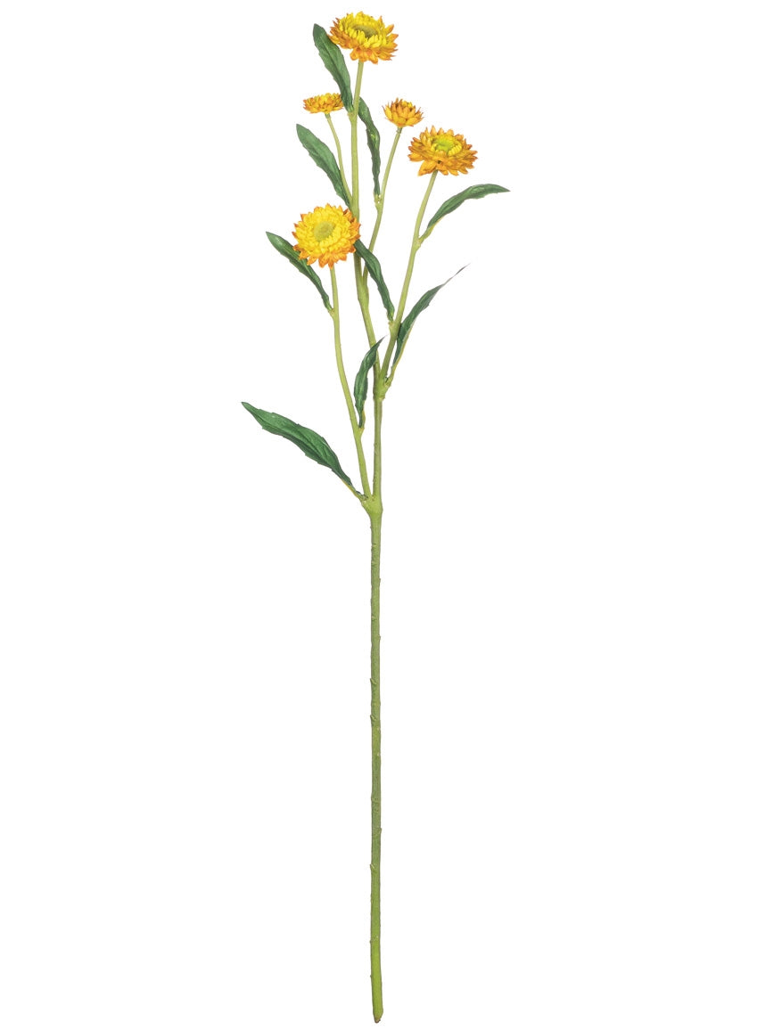 Straw Flower Stem