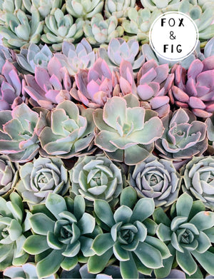 variety of succulents Succulents ~ Various Varieties & Sizes in Plastic Grow Pots – Fox & Fig