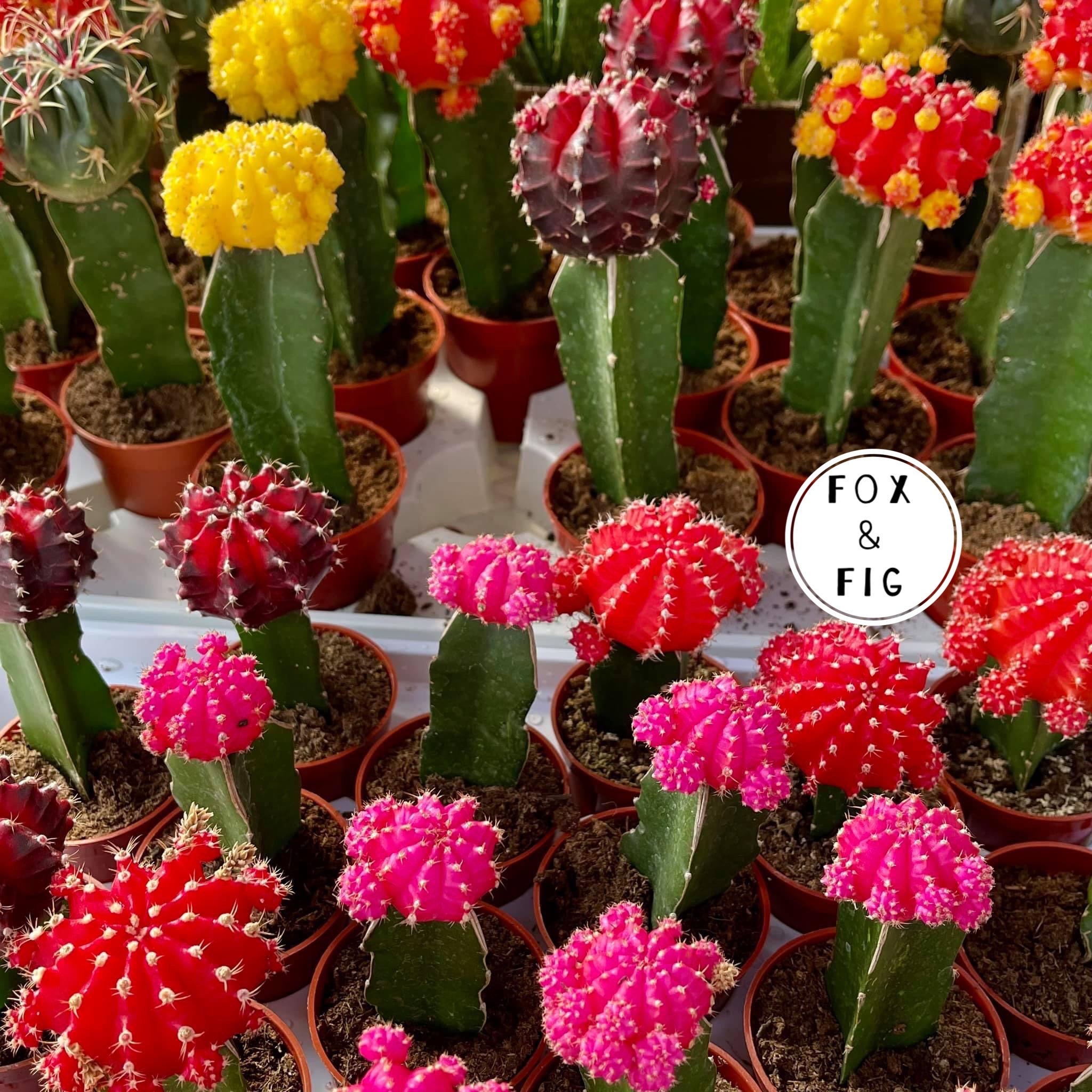 plant succulents for sale Succulents ~ Various Varieties & Sizes in Plastic Grow Pots – Fox & Fig