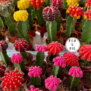 succulents price Succulents ~ Various Varieties & Sizes in Plastic Grow Pots – Fox & Fig