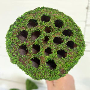 Lotus Pod Stem with Moss Coating