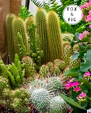 different varieties of cacti and succulents Succulents ~ Various Varieties & Sizes in Plastic Grow Pots – Fox & Fig