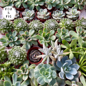 varieties of succulents Succulents ~ Various Varieties & Sizes in Plastic Grow Pots – Fox & Fig