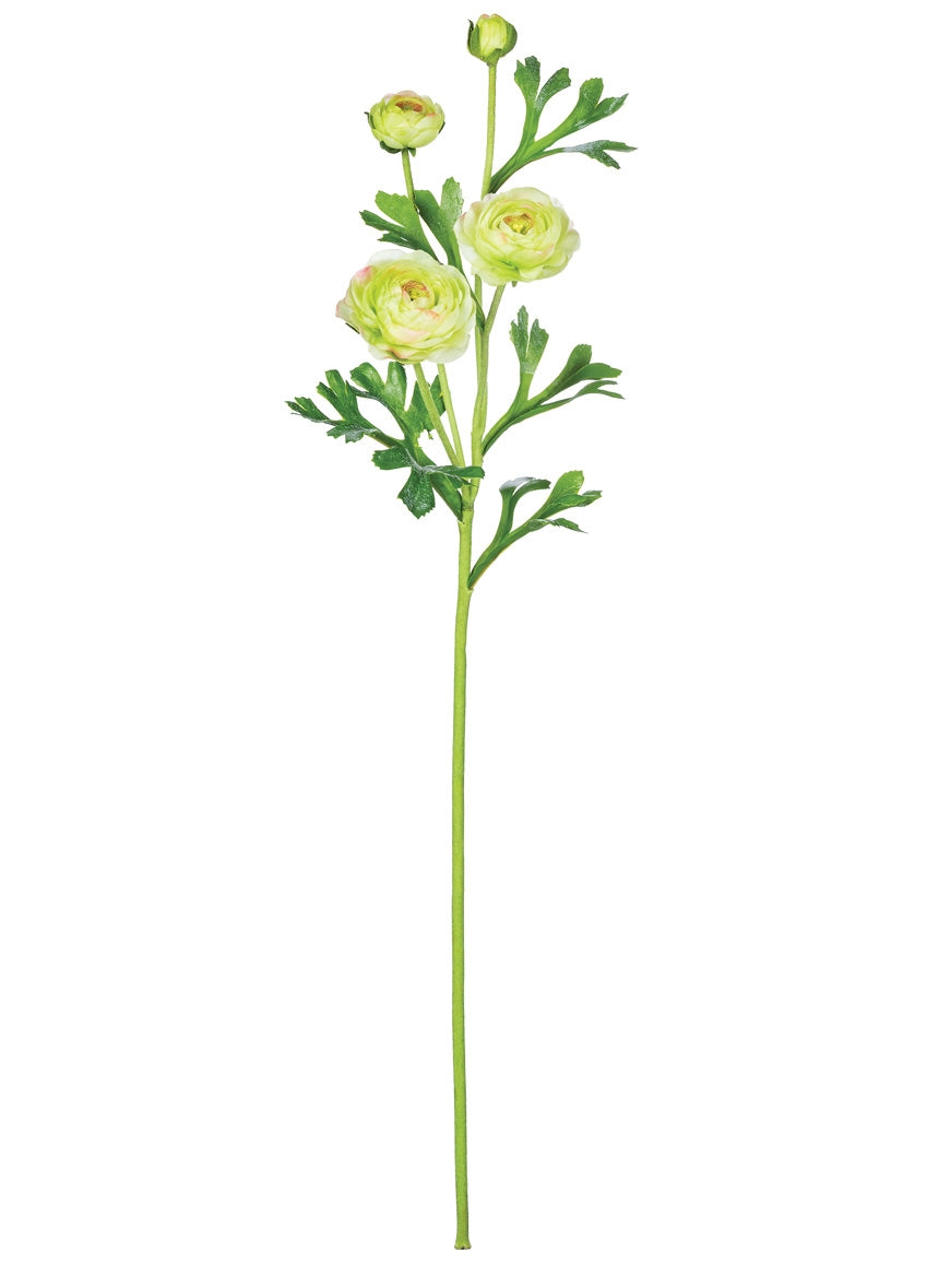 Ranunuculus Stems