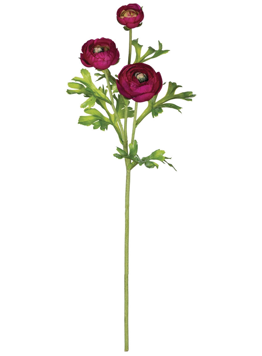 Ranunuculus Stems